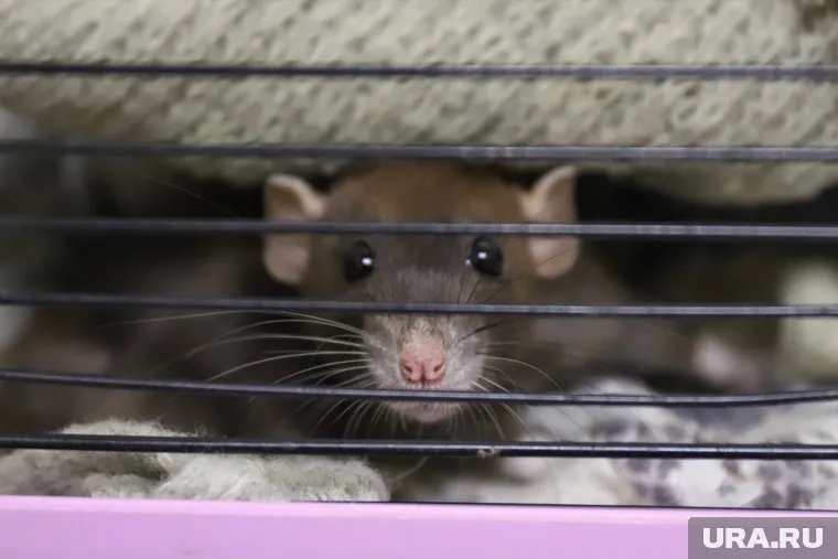 По словам работника, на складе Ozon снуют крысы и творится антисанитария