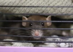 Работник Ozon рассказал о крысах и тухлятине на складе Екатеринбурга