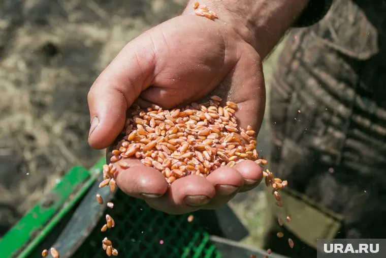 Вывезти зерно на продажу не так-то просто
