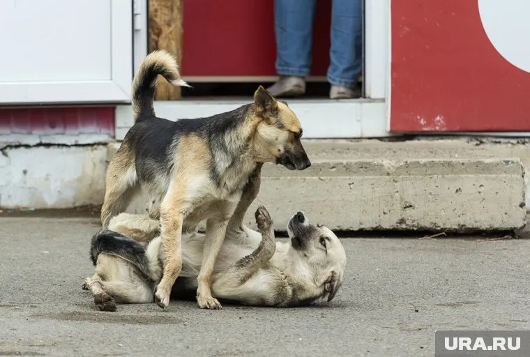 Собаки периодически нападают на детей, говорят жители (фото из архива)