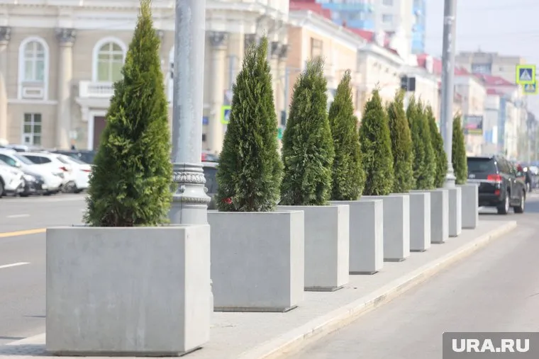 В Кургане засыхают недавно поставленные туи