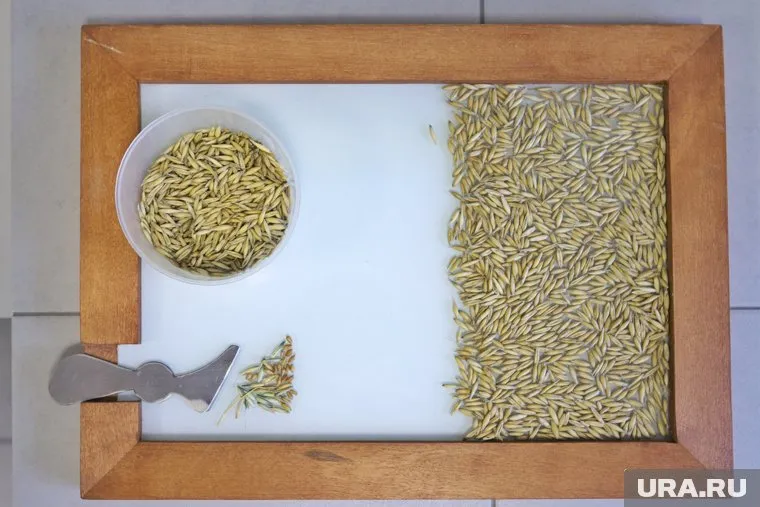 Россельхознадзор заявил, что многие тюменские компании не проводят исследования зерна перед отправкой на экспорт