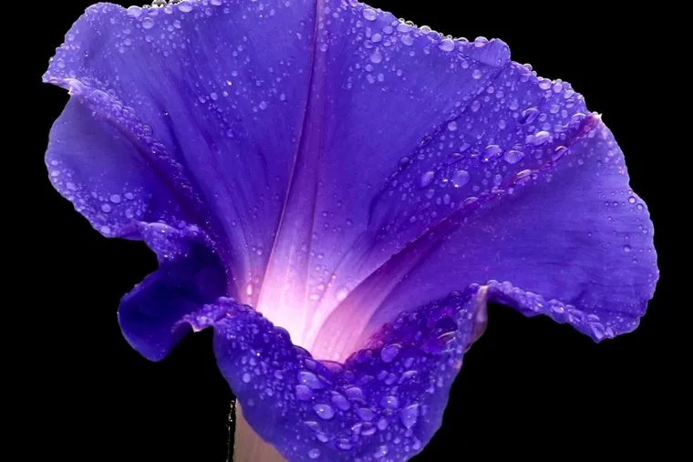 Турбина щитковидная. Stock