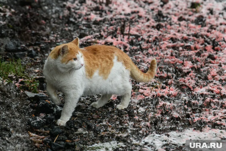 Кота по кличке Барся сейчас живет на улице и спит в беседке