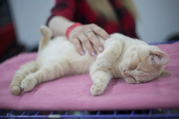 Выставка кошек. Пермь