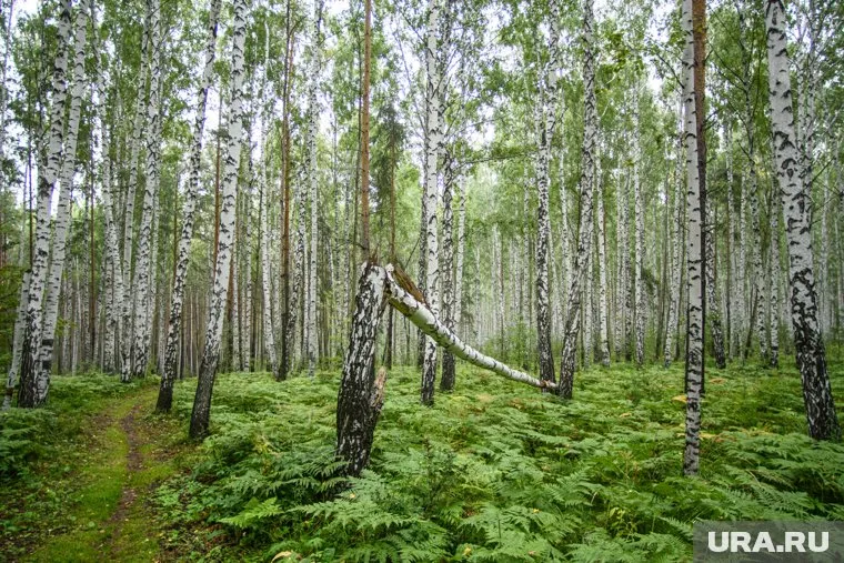 Застройка лесопарковой зоны привлекла внимание городской оппозиции