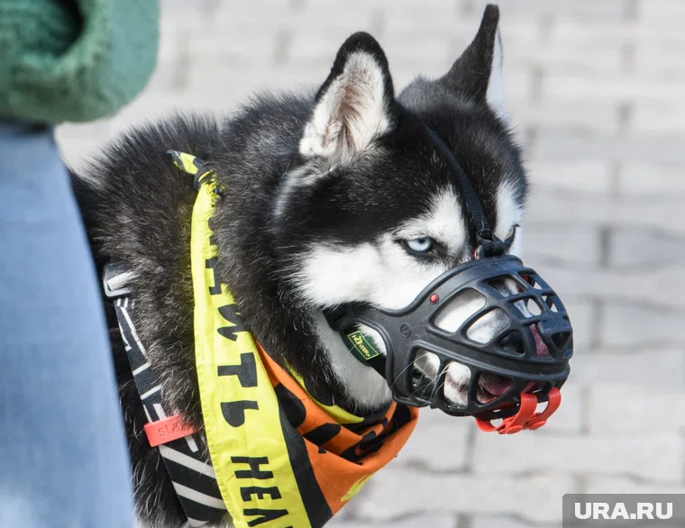 Чистый убыток компании составил более 13,7 млн рублей