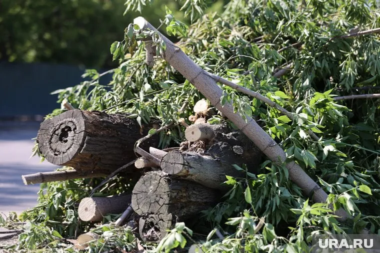 На участке длиной 2,4 км планируют вырубить более 7000 деревьев