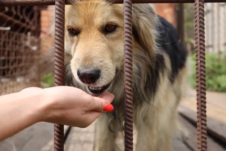 Приют для животных. Курган