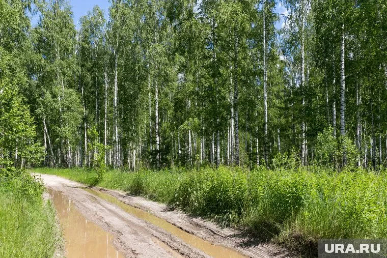 Курганский травник пять лет организует выезды за сбором лекарственных трав