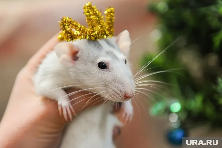 Всемирный день крысы отмечают 4 апреля 2025 года 