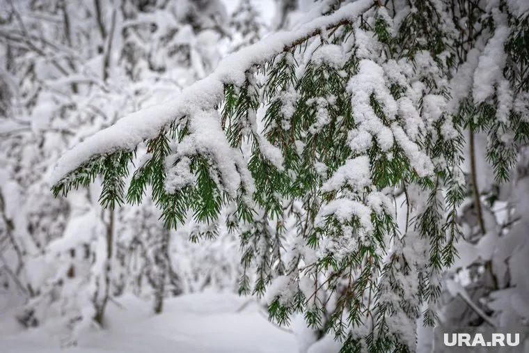 Площадь парка «Южный лес» где растет самая крупная ель, превысит 200 гектаров