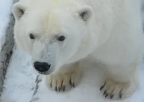 На городской пляж Ноябрьска вышли медведи