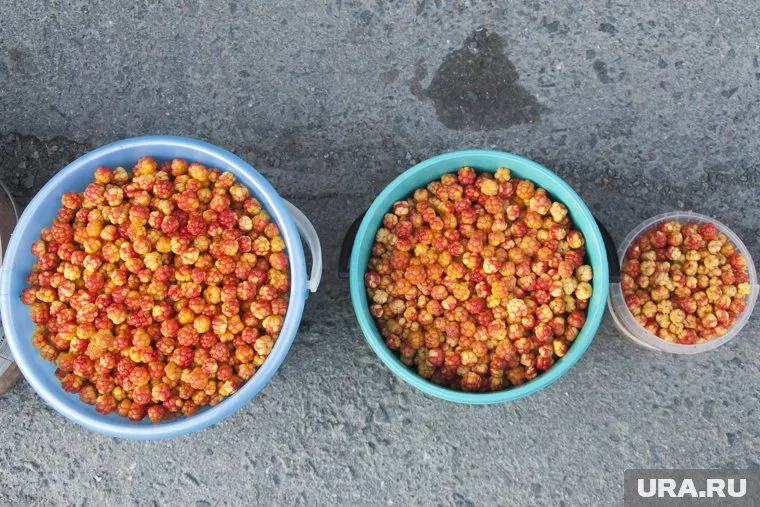 На севере активный сбор грибов начинается в августе