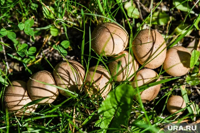 За лето в Челябинской области произошло шесть отравлений грибами