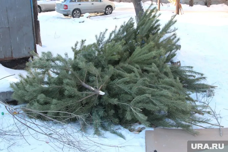 Максимальное наказание для «черных лесорубов» — 6 лет лишения свободы
