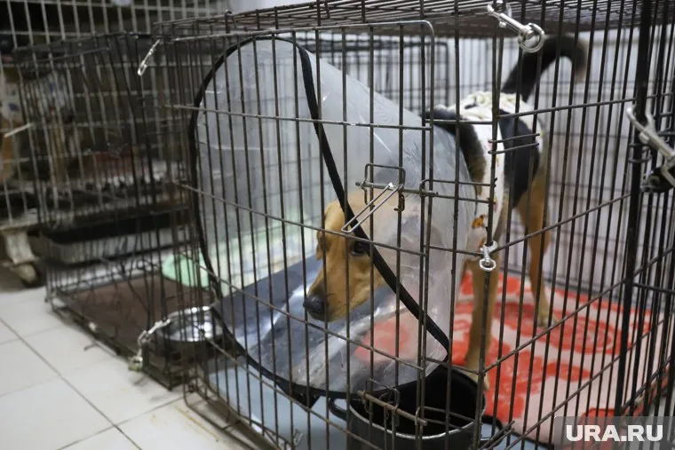 Многие хозяева не смогли взять питомцев с собой во время эвакуации из ЛДНР (фото из архива)