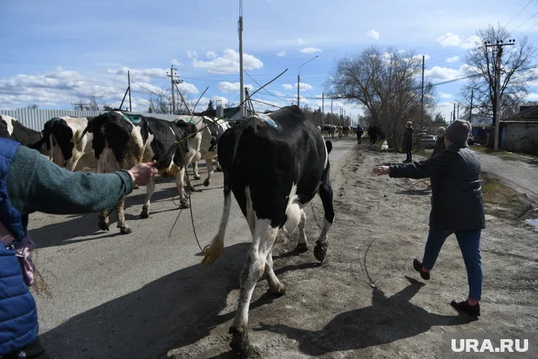Село Обухово Курганской области свободно от карантина по бешенству