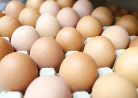 Яйца оставить себе: в тюменском правительстве передумали продавать крупнейший актив