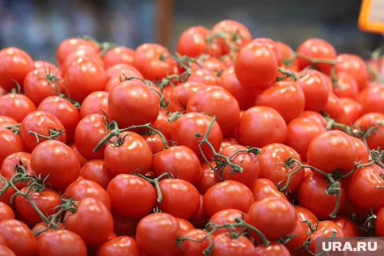 В Курганской области вырастили необычные помидоры (архивное фото)
