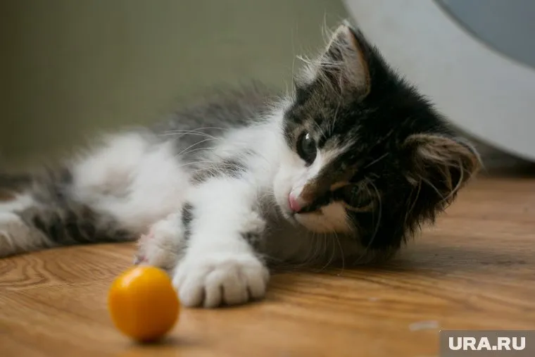 Котенок погиб от неизвестного отравляющего вещества, сообщили в Следкоме