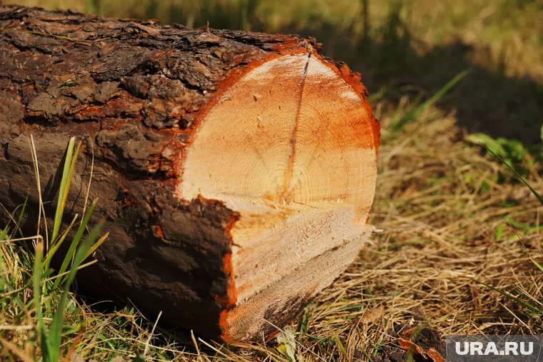 Уничтожено более 300 деревьев