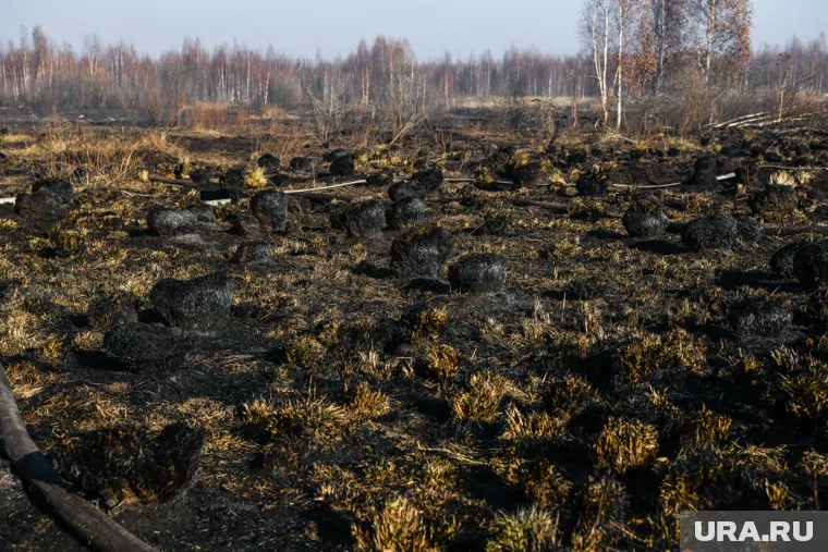 Торфогрунт вывезли в Китай 