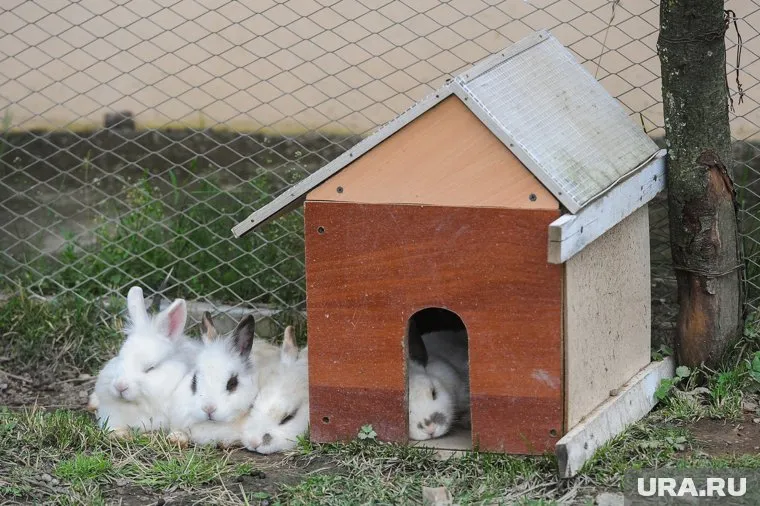 Эксперты говорят, что к жестокому убийству мелких домашних зверей могут быть причастны кролики