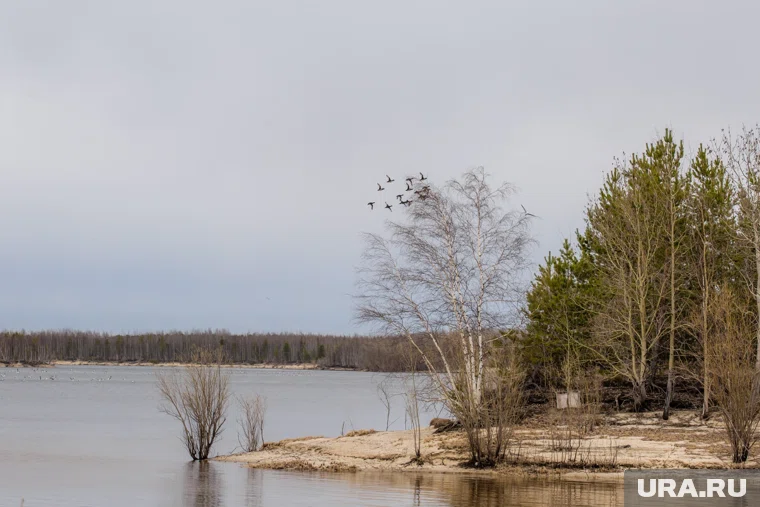 Охота на водоплавающую дичь в Курганской области заканчивается 30 ноября