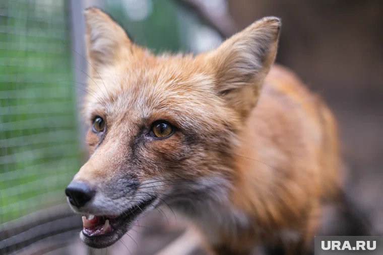 Власти Курганской области одобрили отстрел лисиц и волков