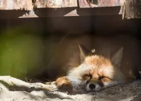 Фотография из галереи