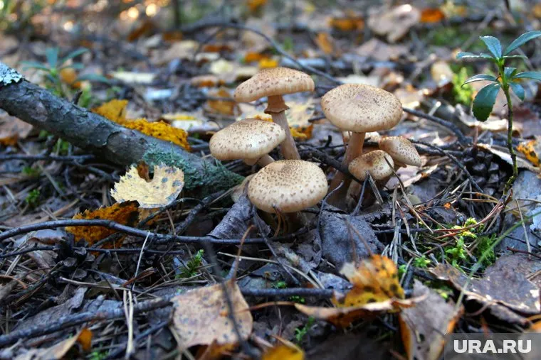 Осенние опята каждый год ждут все грибники