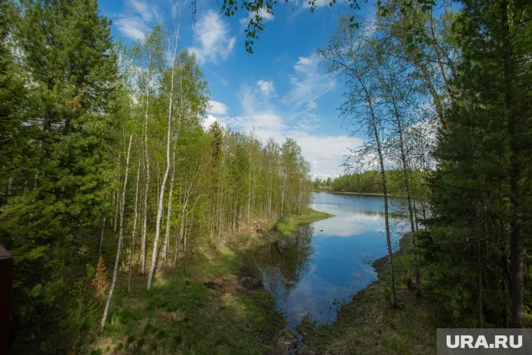 14 гектаров леса продадут с аукциона в районе ЯНАО