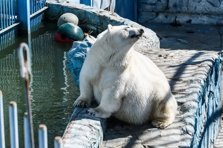 Обитатели Екатеринбургского зоопарка. Екатеринбург