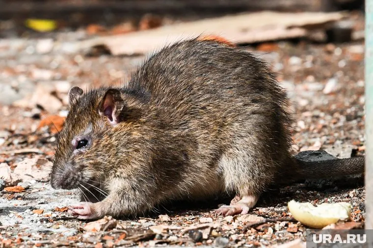 Подрядчик винит в наводнении грызунов
