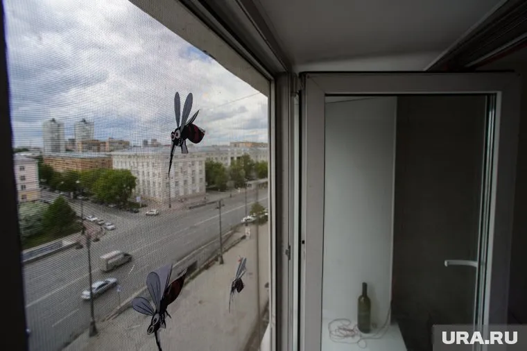 В Краснодарском крае и Крыму появились корейские и желтолихорадочные комары