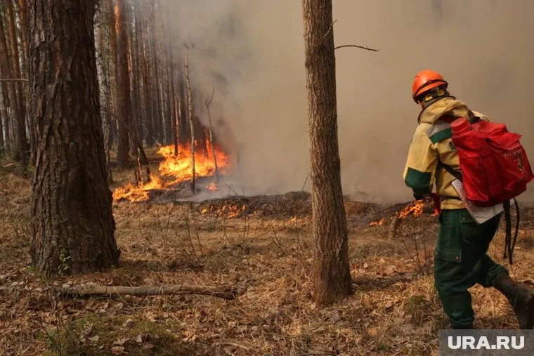 В регионе действует малая степень пожарной опасности в лесах