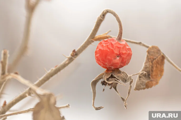 Пусть в рационе каждый день будут хотя бы пять разных сезонных продуктов