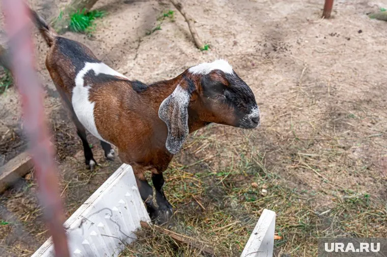 Вход в парк охраняют две фигуры овчарок