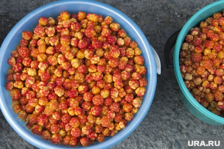 В ЯНАО можно купить морошку за 500-600 рублей за литр
