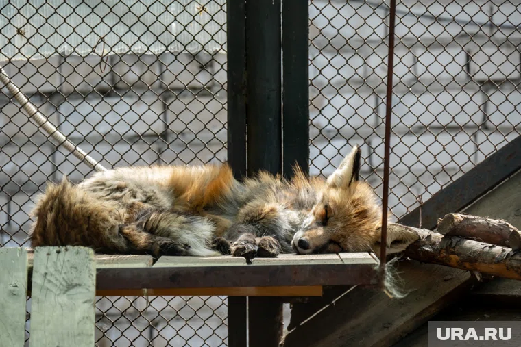 Раненной лисице потребуется время на зализывание ран