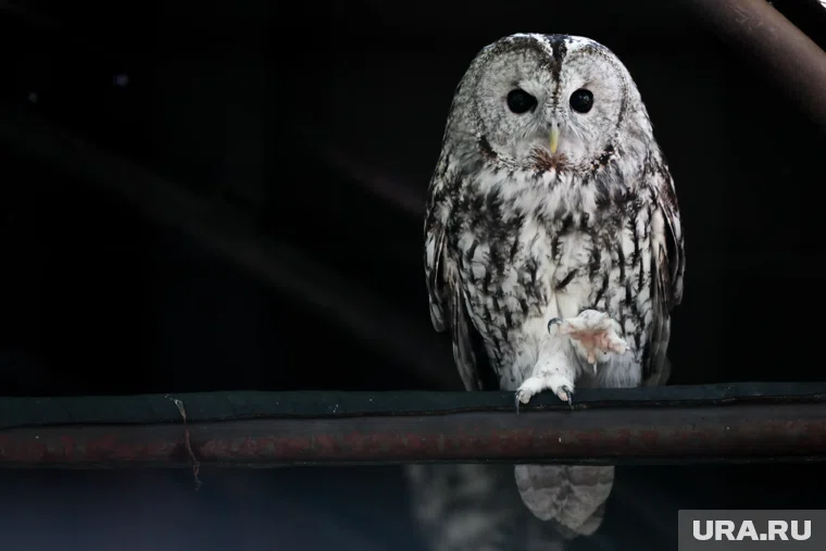 Из-за травмы сова больше не сможет улететь на волю 