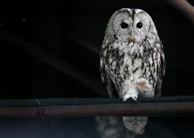 В Тюмени спасли сову с переломанными крыльями 