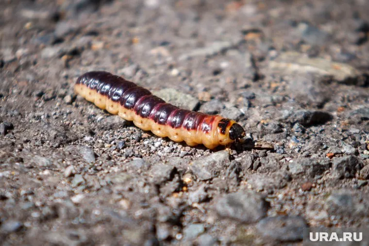 На Среднем Урале в семенах, привезенных из Китая, нашли паразитов