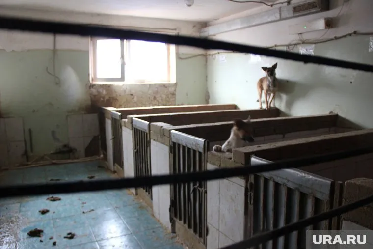 Татьяна Марголина посетила приют для животных и возмутилась условиями их содержания