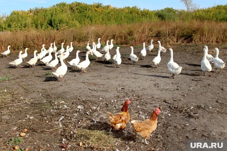 На части территорий города Ялуторовска и Ялуторовского района объявлен карантин по птичьему гриппу