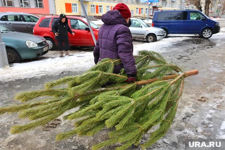 Курганцы смогут купить живую елку на базаре с 15 декабря