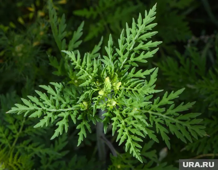 Амброзия опасна для человека. так как вызывает аллергию