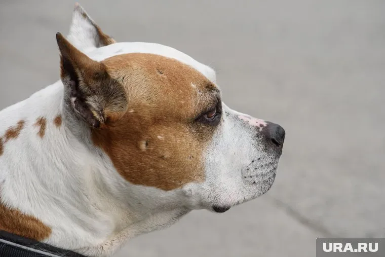 Собака выбежала в подъезд без намордника и поводка (архивное фото)