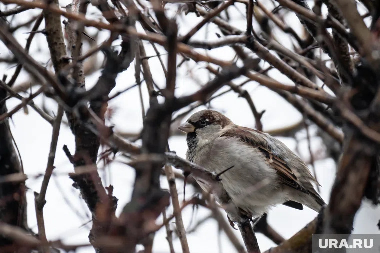 Воробьи адаптировались к питанию фастфудом 